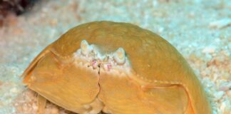 Smooth Box Crab: Tasty Yet Toxic Decapod