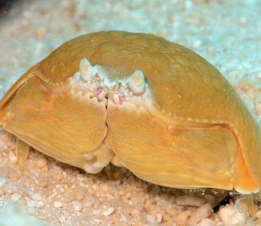 Smooth Box Crab: Tasty Yet Toxic Decapod