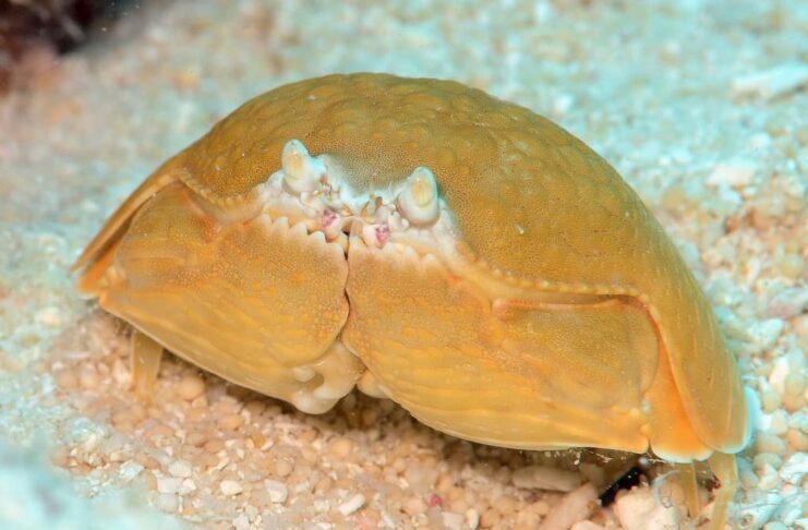 Smooth Box Crab: Tasty Yet Toxic Decapod