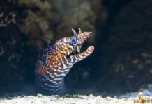 Dragon Moray Eel: The Striking Fish
