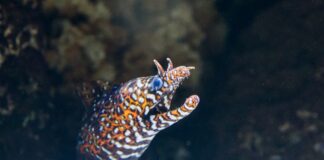 Dragon Moray Eel: The Striking Fish