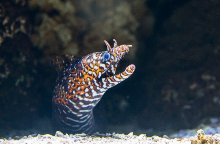 Dragon Moray Eel: The Striking Fish