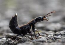 Devil’s Coach Horse Beetle: The Smelly Insect