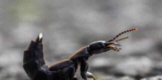 Devil’s Coach Horse Beetle: The Smelly Insect