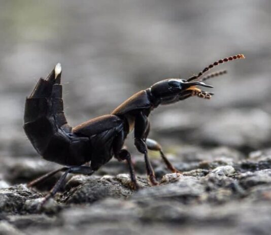Devil’s Coach Horse Beetle: The Smelly Insect