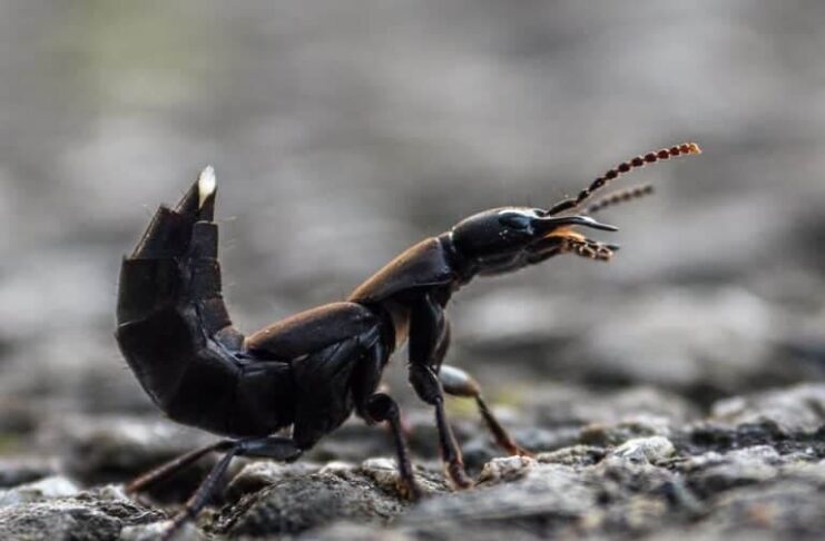 Devil’s Coach Horse Beetle: The Smelly Insect