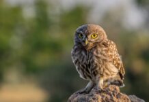 Diurnal Owl: 5 Owls That Are Active During The Day