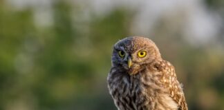 Diurnal Owl: 5 Owls That Are Active During The Day