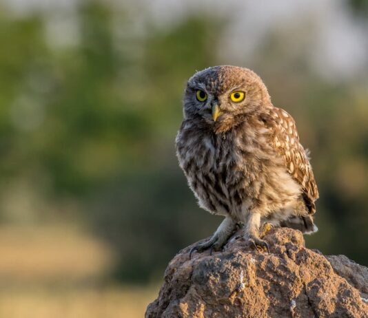 Diurnal Owl: 5 Owls That Are Active During The Day