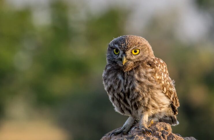 Diurnal Owl: 5 Owls That Are Active During The Day