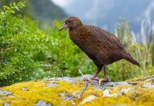 Weka: The Flightless Bird Of New Zealand