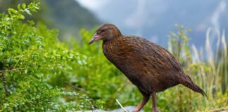 Weka: The Flightless Bird Of New Zealand