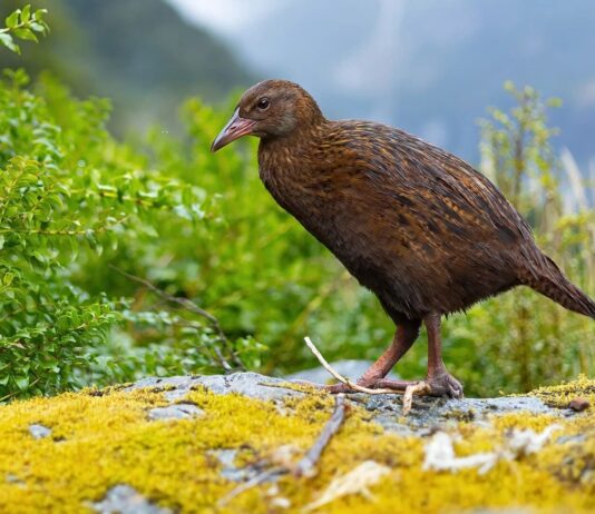 Weka: The Flightless Bird Of New Zealand