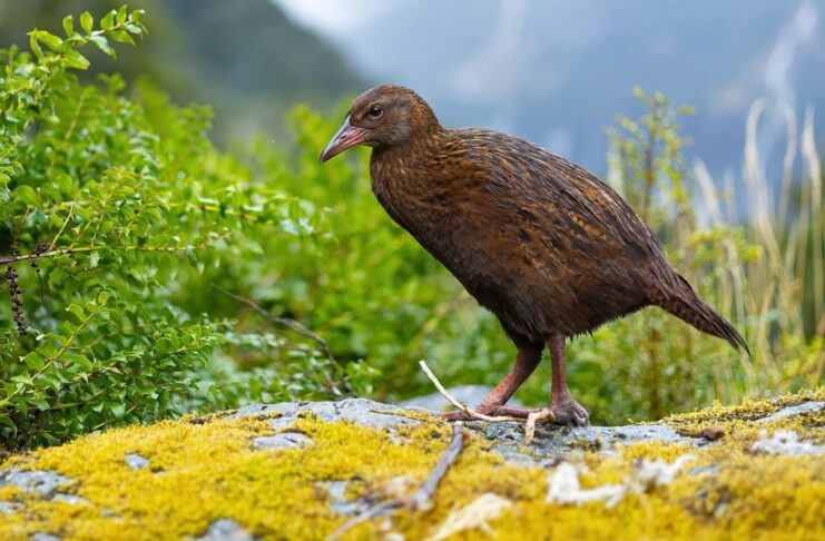 Weka: The Flightless Bird Of New Zealand