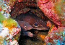 European Conger Eel: The Largest True Eel