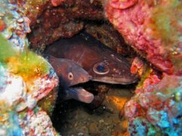European Conger Eel: The Largest True Eel