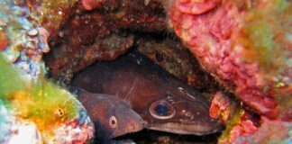 European Conger Eel: The Largest True Eel