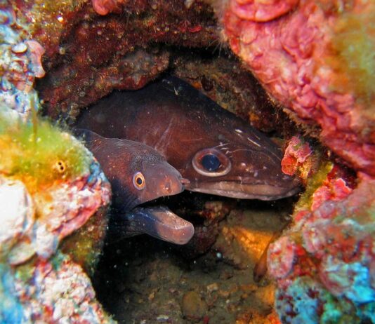 European Conger Eel: The Largest True Eel