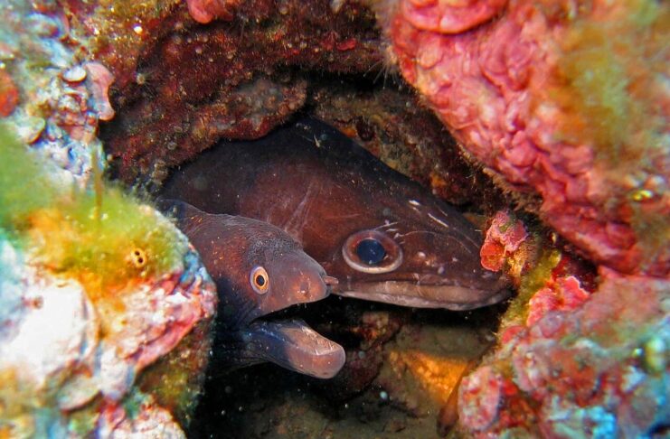 European Conger Eel: The Largest True Eel