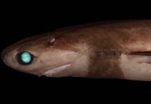 Cookiecutter Shark: The Fish With Unique Feeding Method