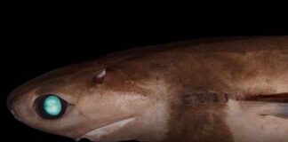 Cookiecutter Shark: The Fish With Unique Feeding Method