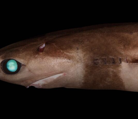 Cookiecutter Shark: The Fish With Unique Feeding Method