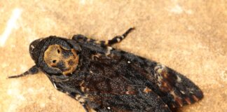 3 Death’s Head Hawkmoth Species With Deadly Markings