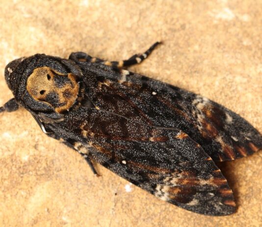 3 Death’s Head Hawkmoth Species With Deadly Markings