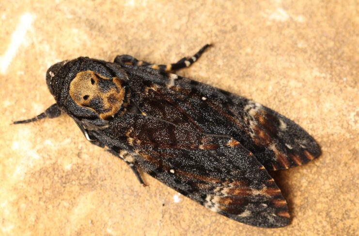 3 Death’s Head Hawkmoth Species With Deadly Markings