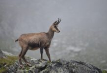 Chamois: The Beautiful Mountain Antelope