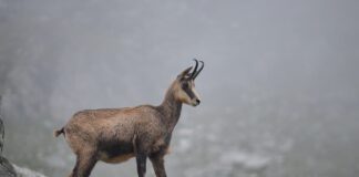 Chamois: The Beautiful Mountain Antelope