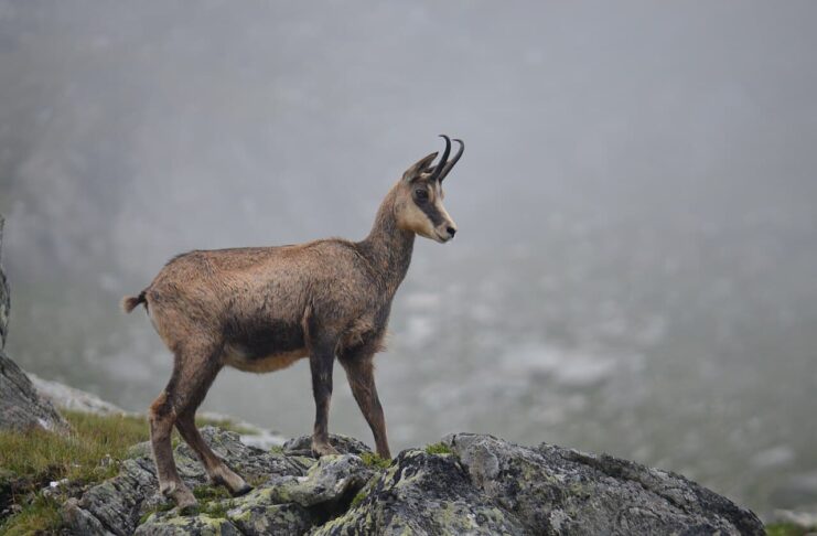Chamois: The Beautiful Mountain Antelope