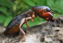 Mole Cricket: Insect With Strange Little Hands