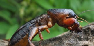 Mole Cricket: Insect With Strange Little Hands