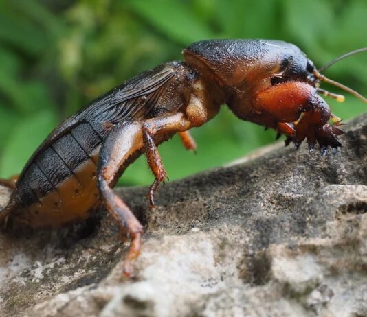 Mole Cricket: Insect With Strange Little Hands