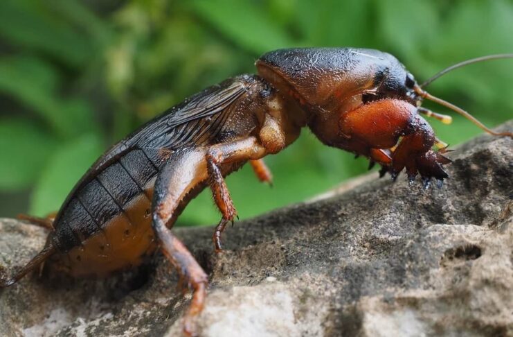 Mole Cricket: Insect With Strange Little Hands