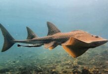 Bowmouth Guitarfish: The Rare Cartilaginous Fish