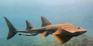 Bowmouth Guitarfish: The Rare Cartilaginous Fish