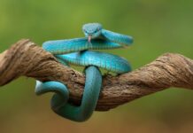 5 Beautiful Vipers You Should See