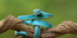 5 Beautiful Vipers You Should See