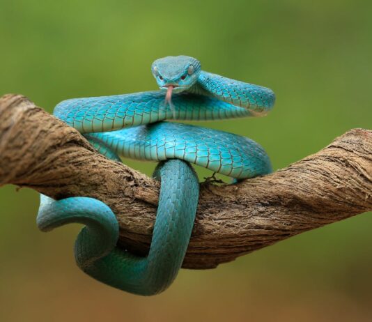 5 Beautiful Vipers You Should See