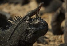 Cleaning Symbiosis: Beneficial Exchange In Mutualism Between Animals