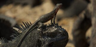 Cleaning Symbiosis: Beneficial Exchange In Mutualism Between Animals