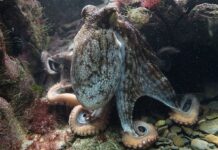 Intelligent Cephalopods: 10 Large Octopus Species