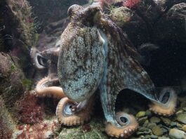 Intelligent Cephalopods: 10 Large Octopus Species