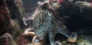 Intelligent Cephalopods: 10 Large Octopus Species