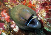 8 Longest Marine Eel Species In The World