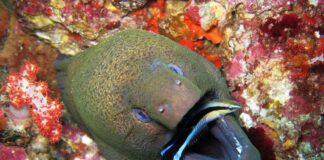 8 Longest Marine Eel Species In The World