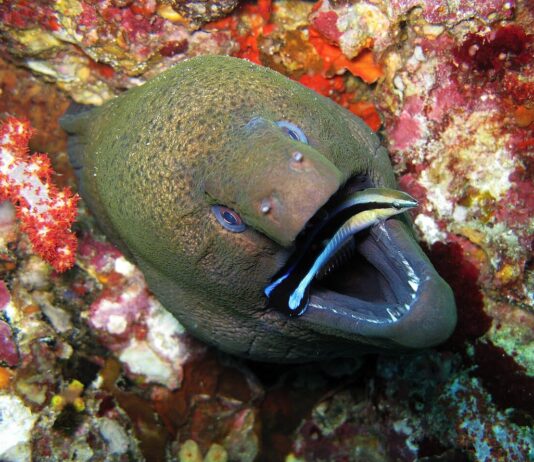 8 Longest Marine Eel Species In The World