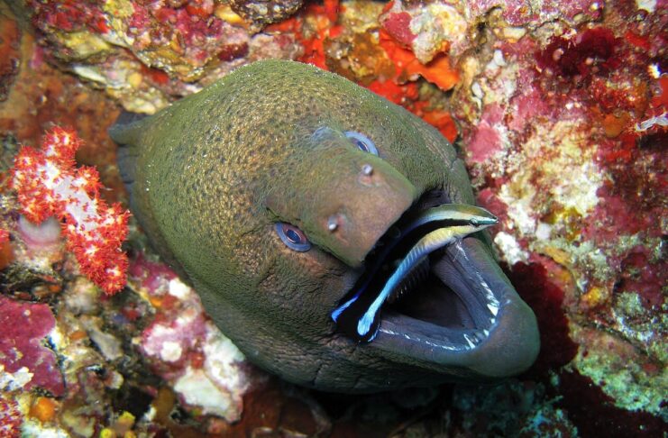 8 Longest Marine Eel Species In The World